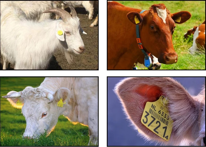 畜牧养殖环境监测